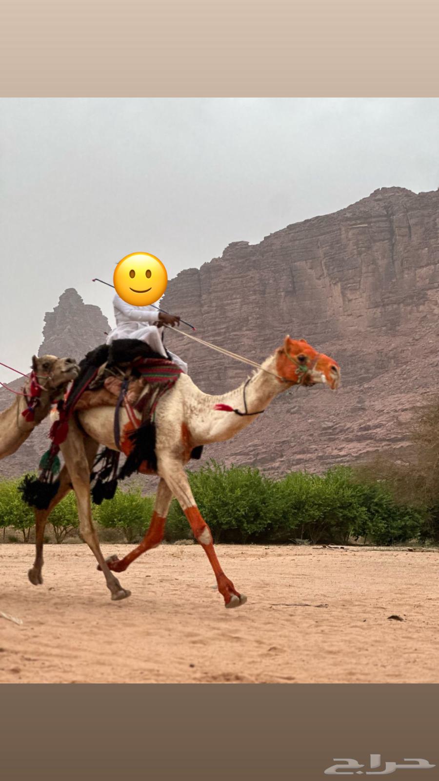 Sudanese camel with brand64541350135042111