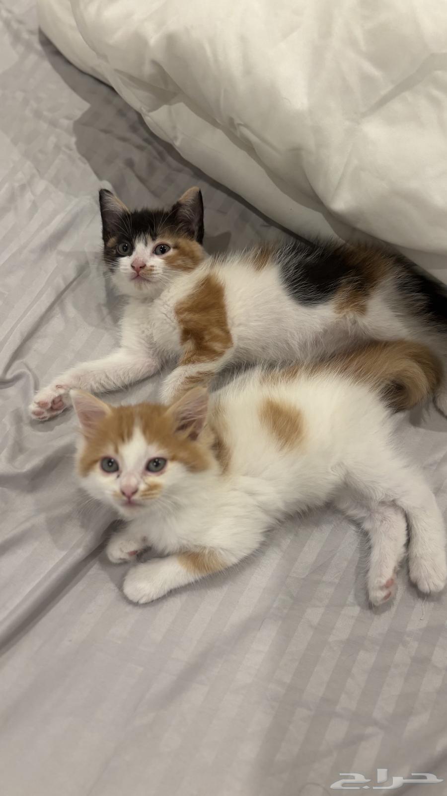 كيتنز للبيع شيرازي64542345565187113