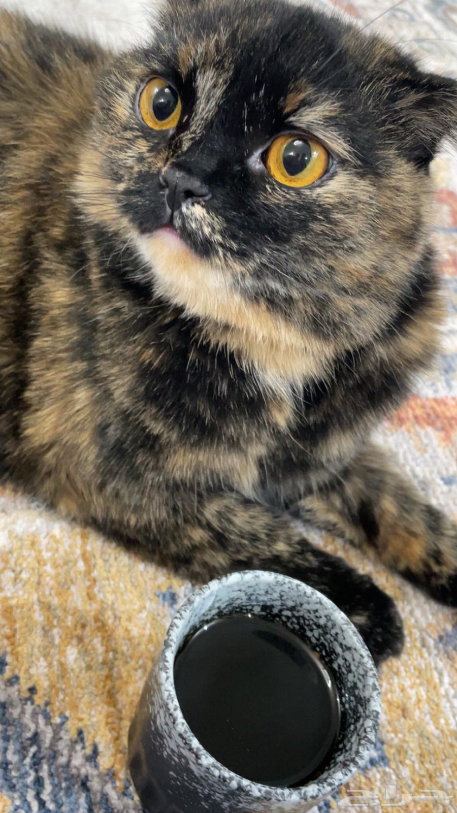 لتبني سكوتش مهجنه هاديه جدا64411028220035112