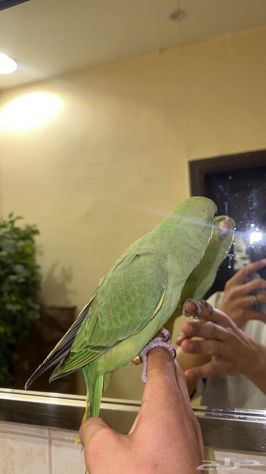 ببغاء دره64539386742402111