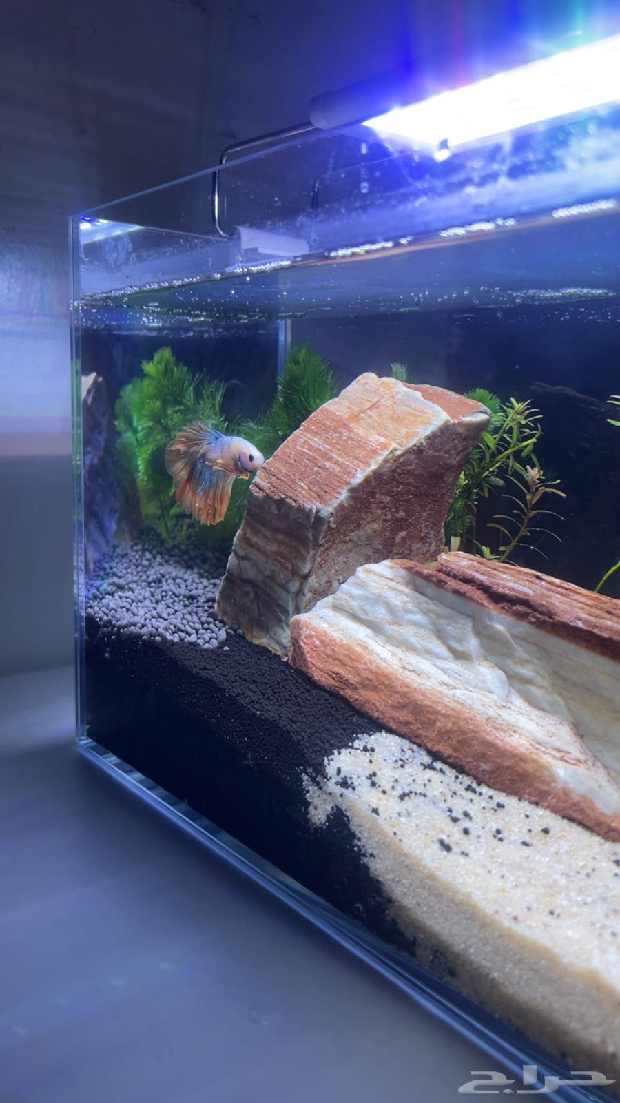 حوض سمك أنيق مع صخور ونباتات طبيعي64541036970626110