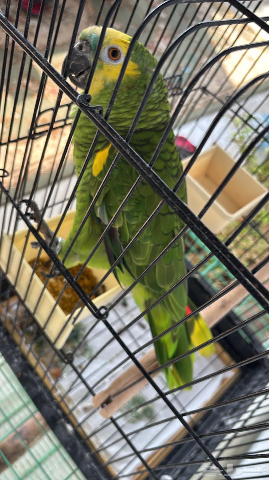 أمازوني بلوفرنتد جاكو ذكر للانتاج64541393205122111