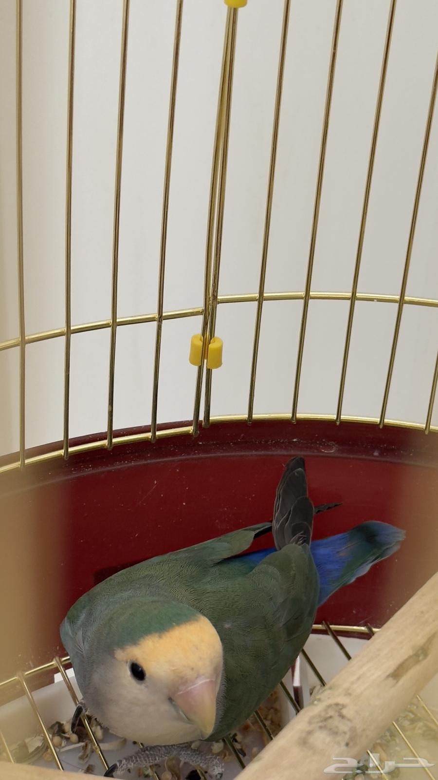 Bird64535833862785110