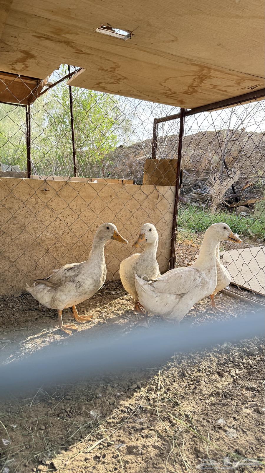 4بط للبيع64539967610754111