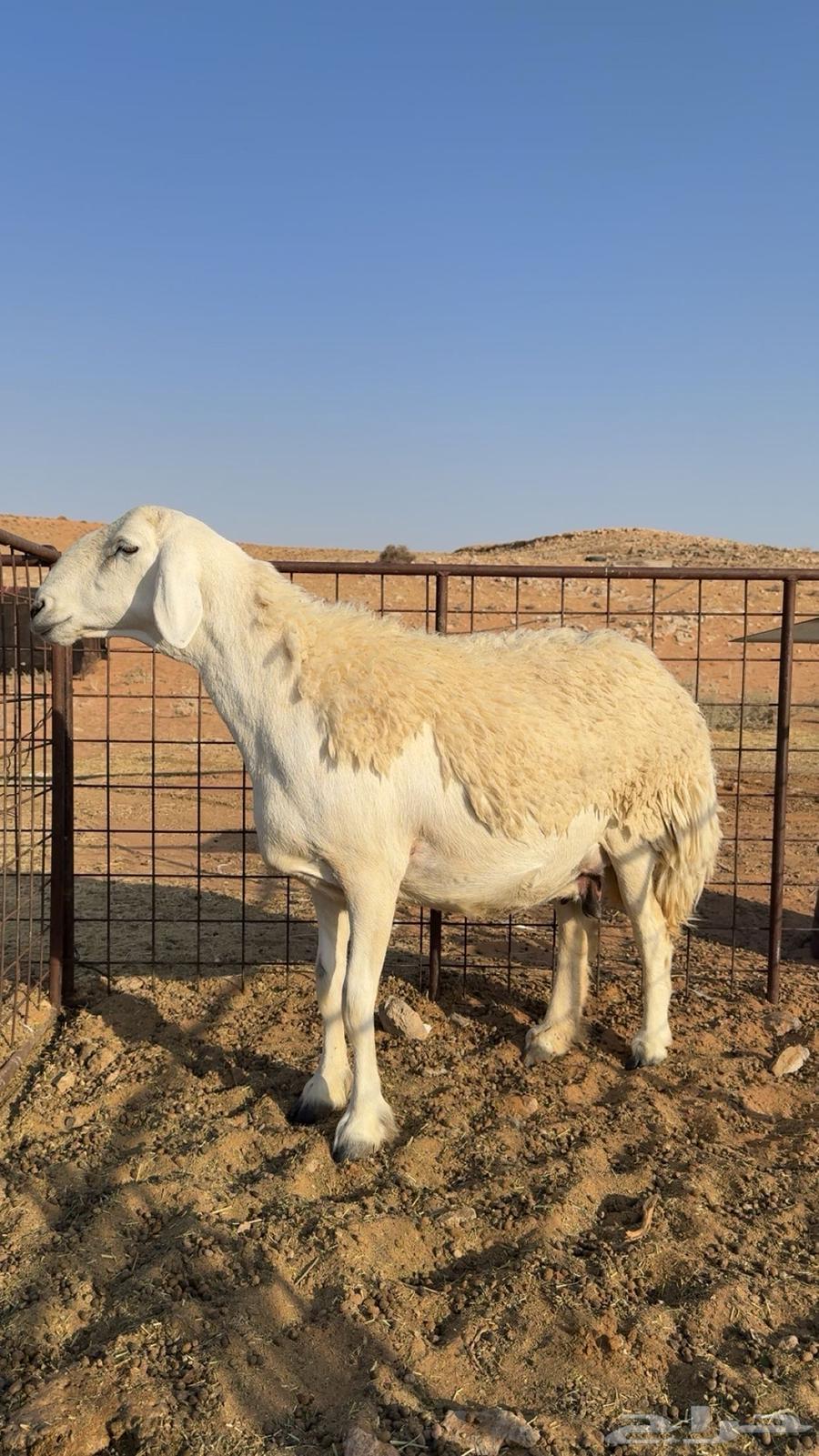 شاه حريه طيبه(تم البيع)64536823008642110