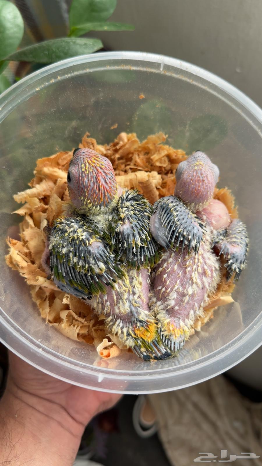 فرخين صن كنيور متعودين على الغر64537128157185111