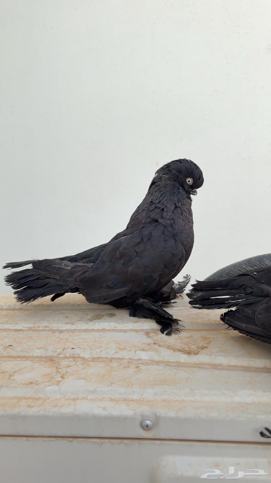 جوز لونق فيس اسود64535889478659111