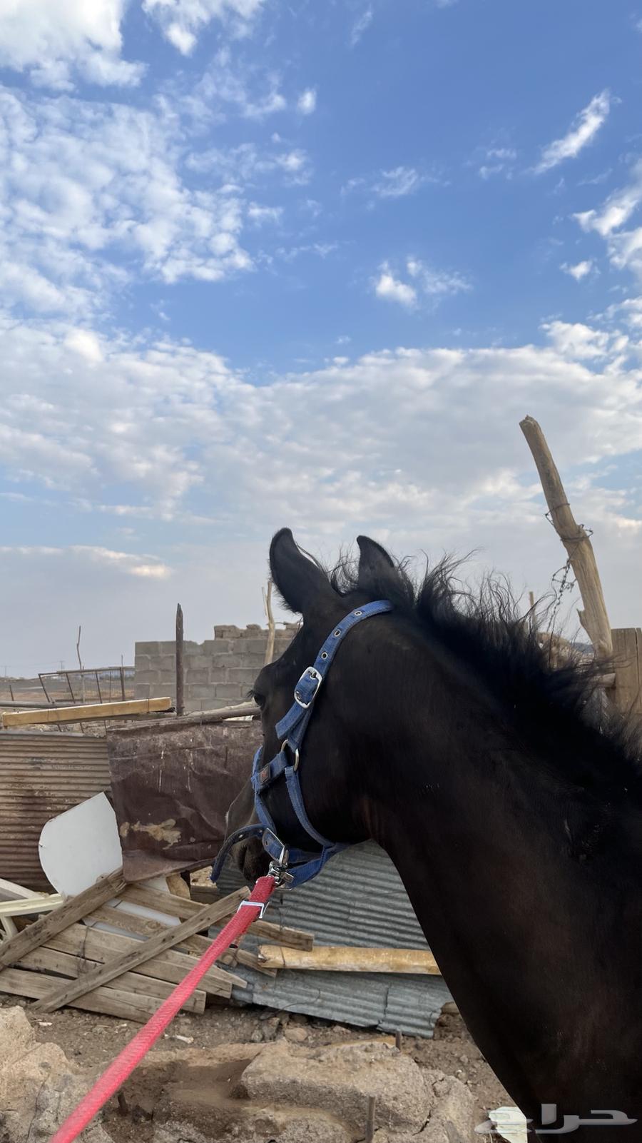 مهره دهماء شعبيه64535085889154112