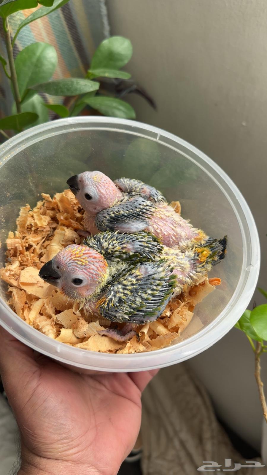 فرخين صن كنيور متعودين على الغر64537128157185110