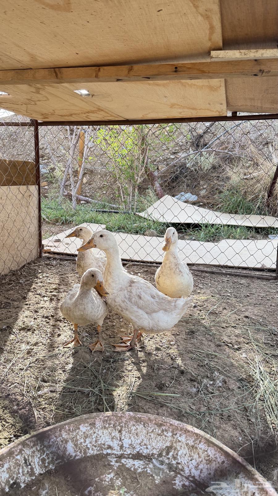 4بط للبيع64539967610754112