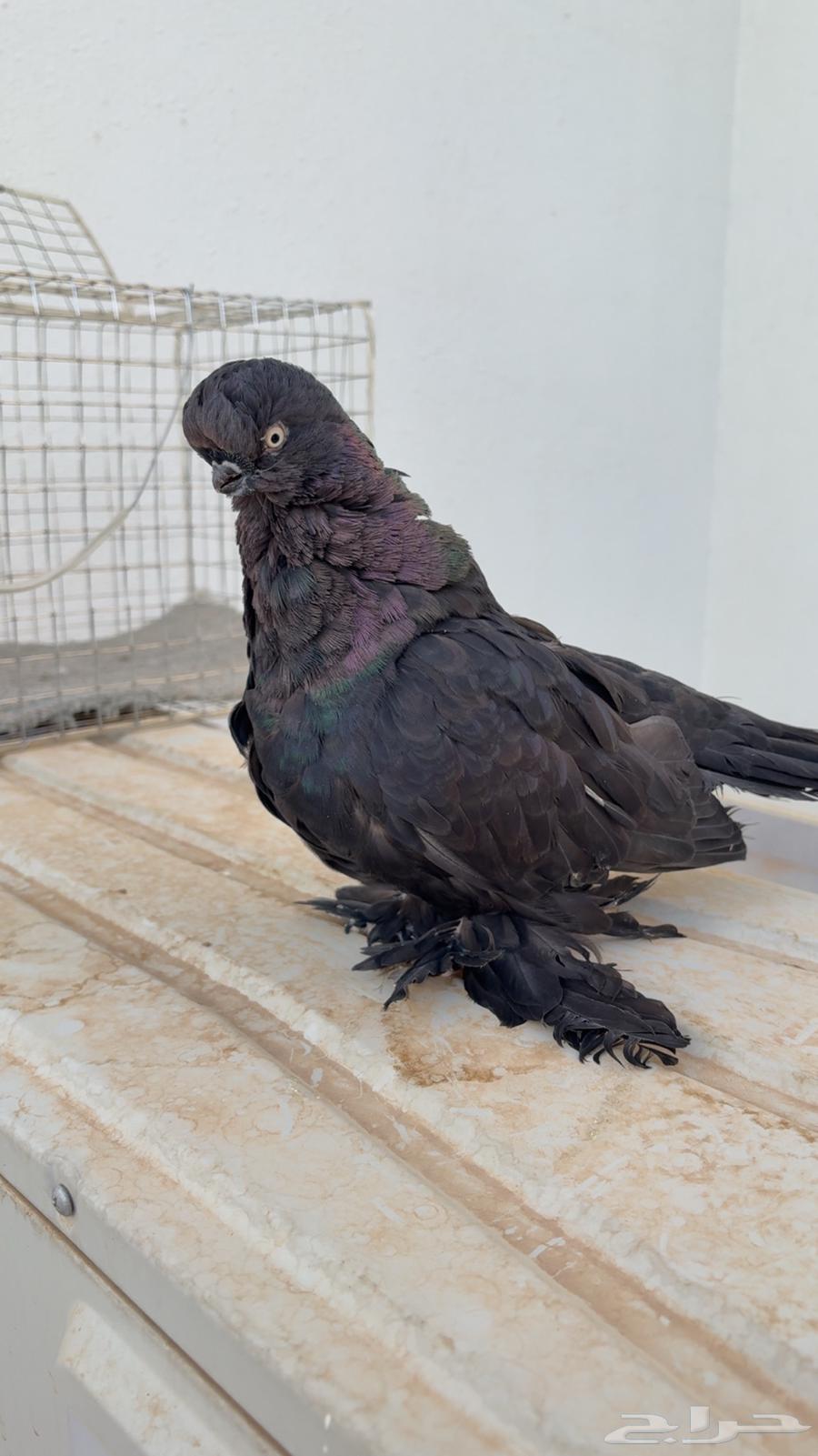 جوز لونق فيس اسود64535889478659114