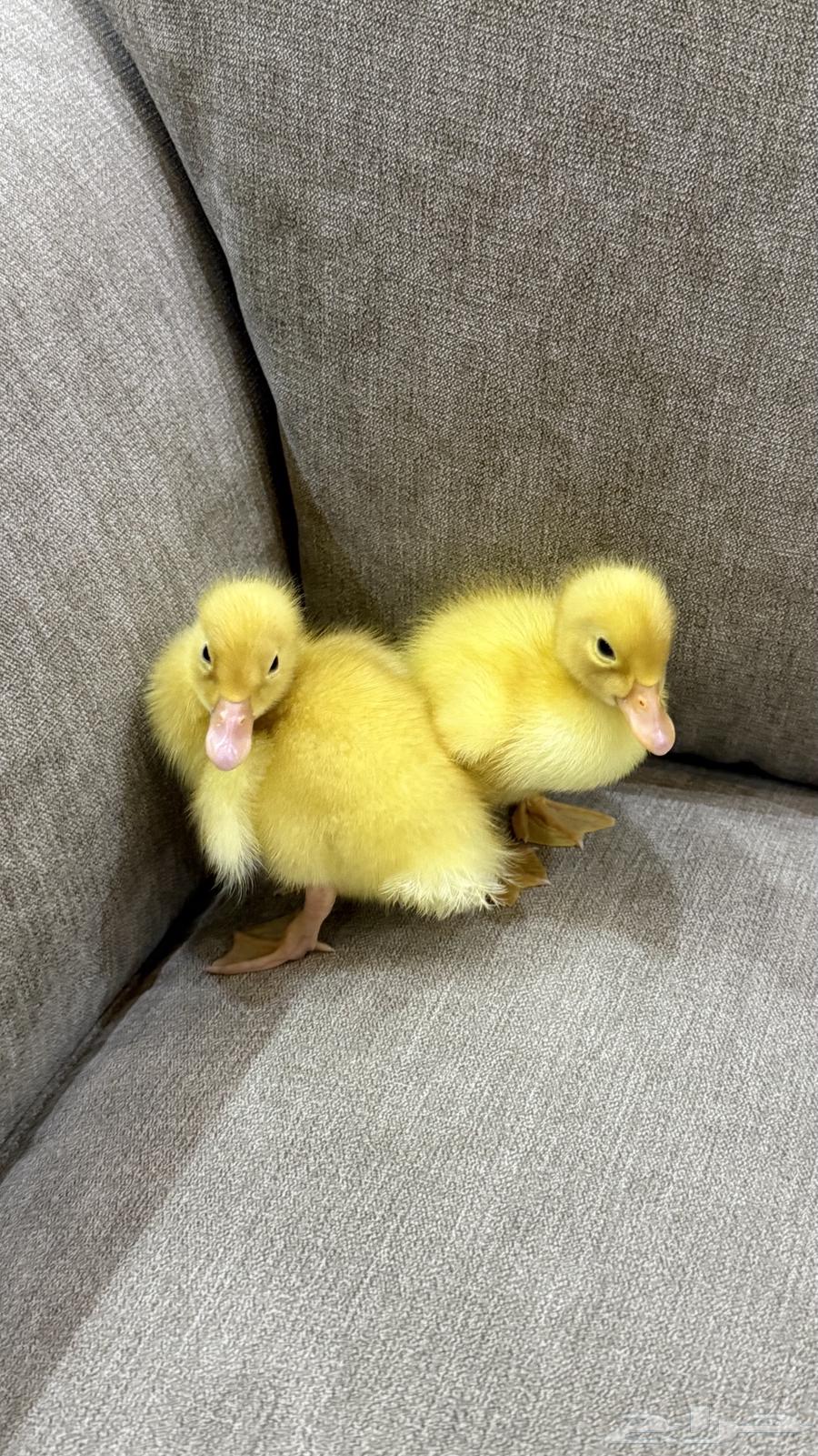 بطتين للبيع64539924617217113