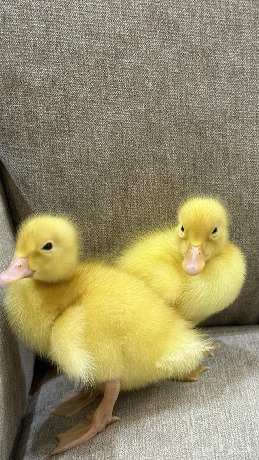 بطتين للبيع64539924617217112