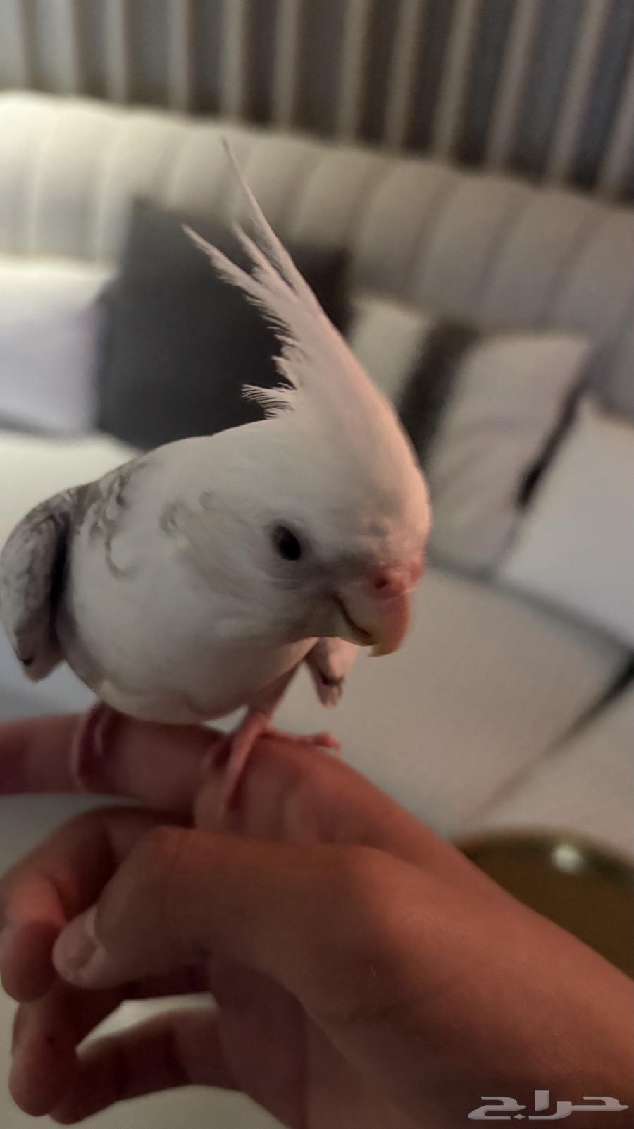 Krovan Bird64536795357569110