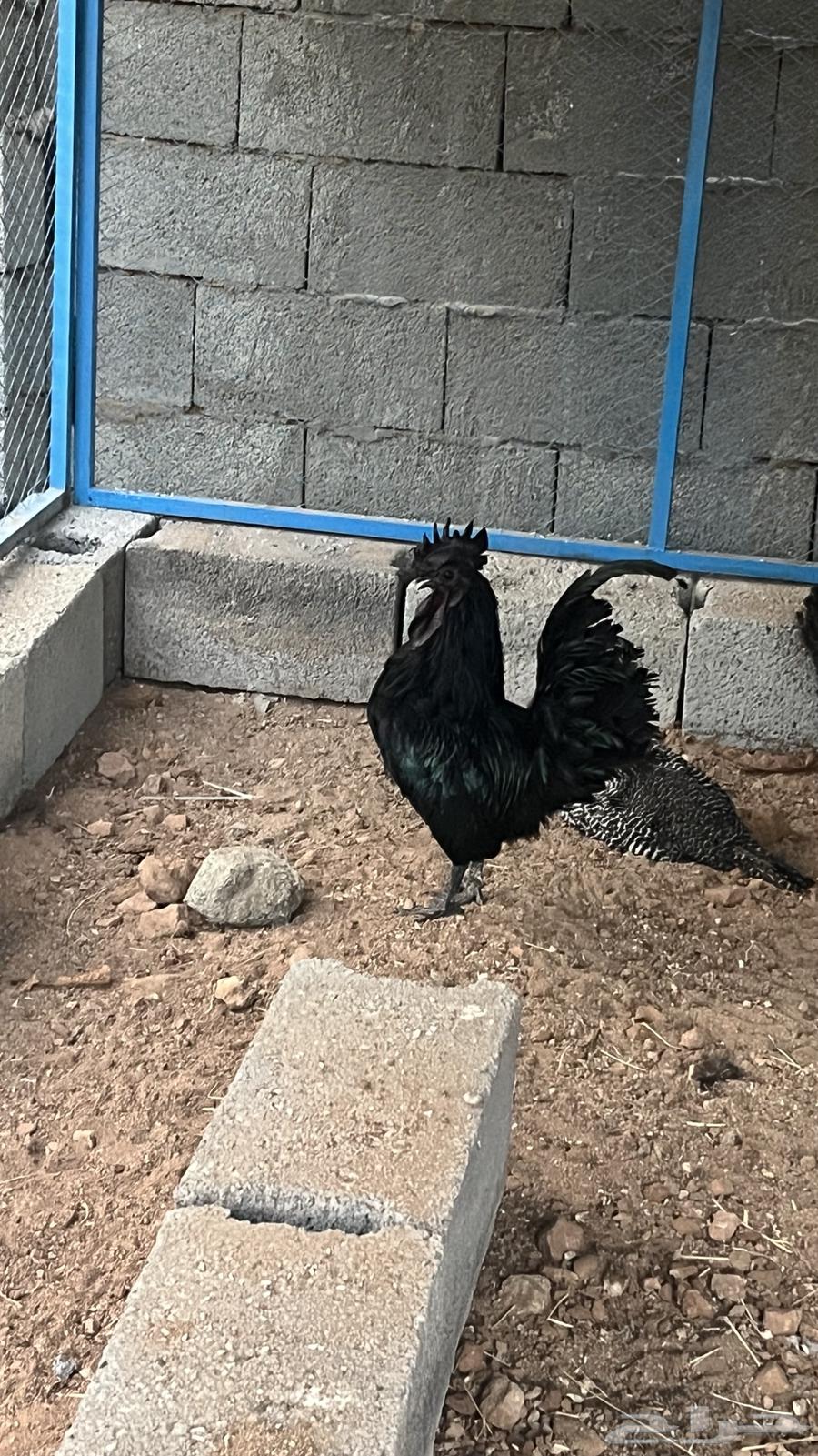 ديك اندونيسي64543591455745110