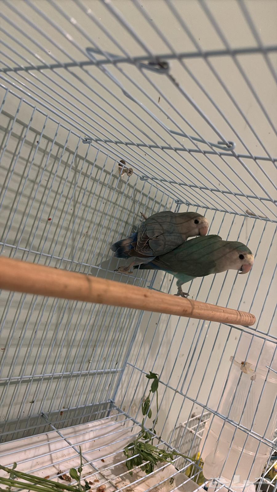 Pair of daily producing birds64535195952769112