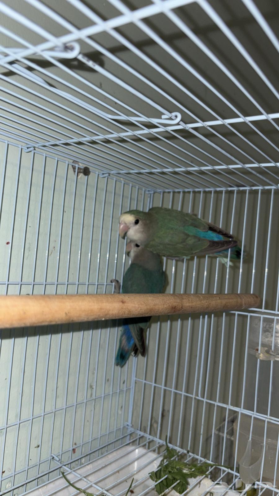 Pair of daily producing birds64535195952769111