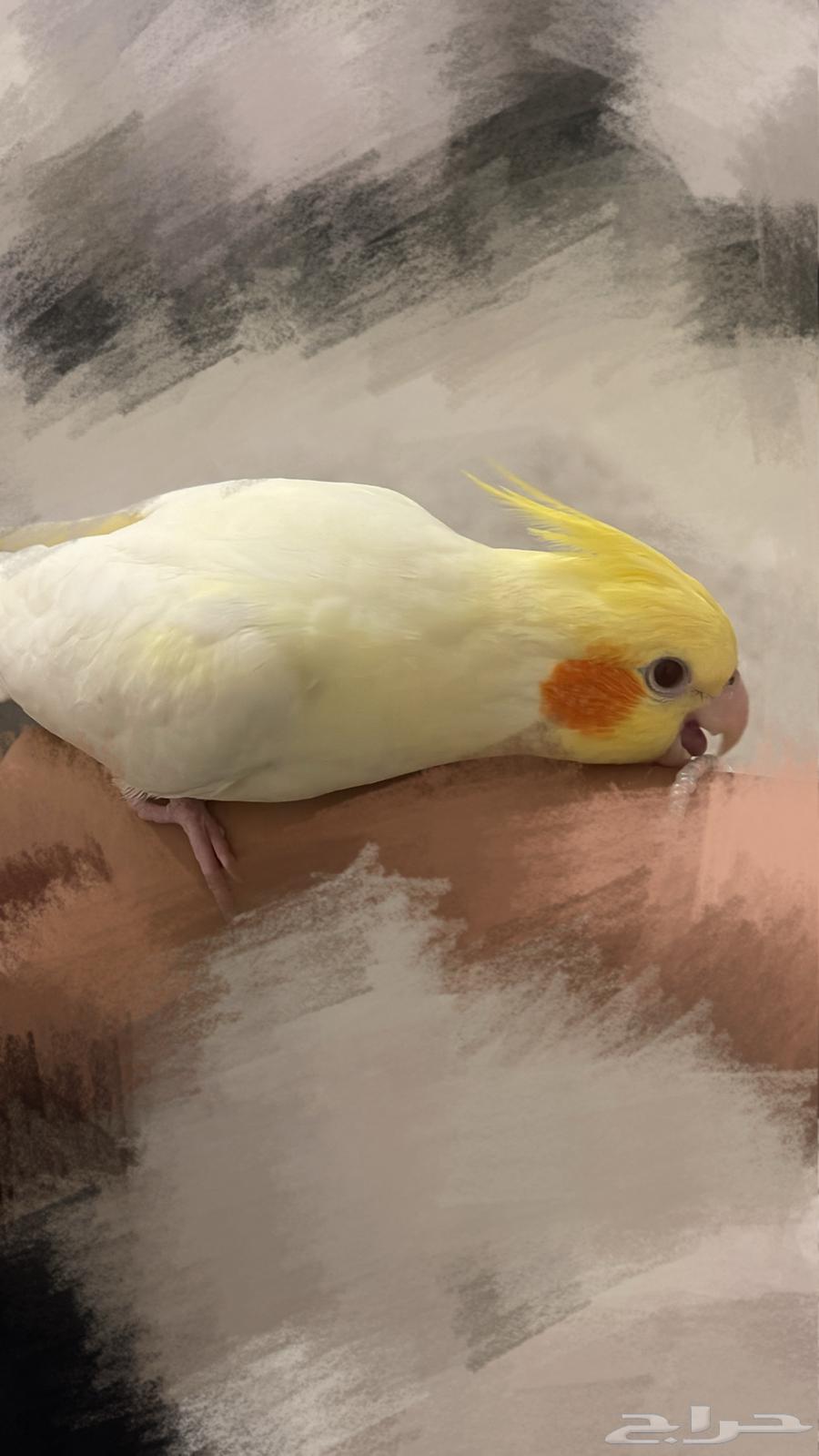 Crowan64540950168705110