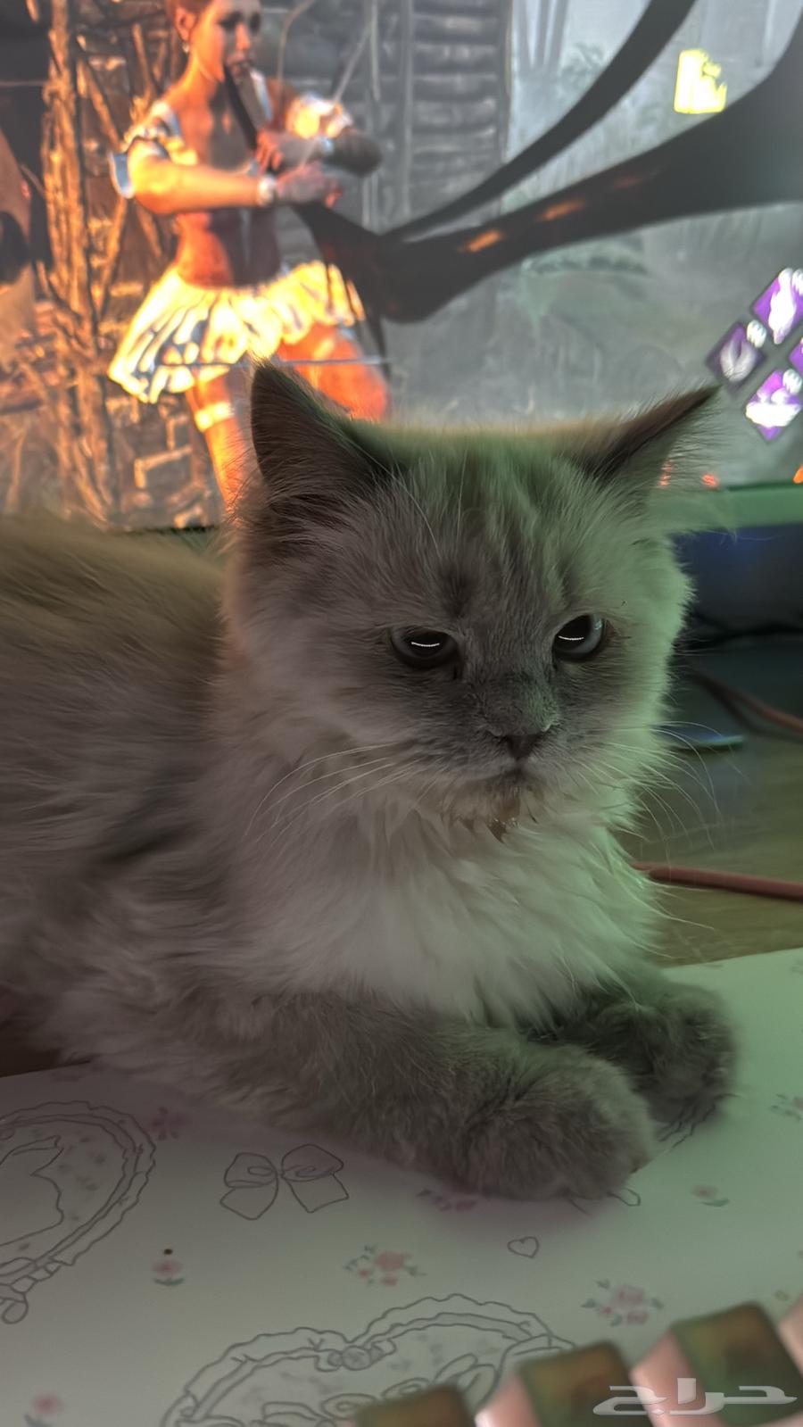 Kittens for sale, Scottish Fold and Shirazi mix64539896597121110