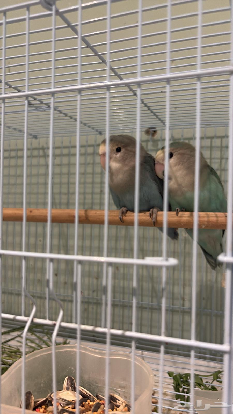 Pair of daily producing birds64535195952769110