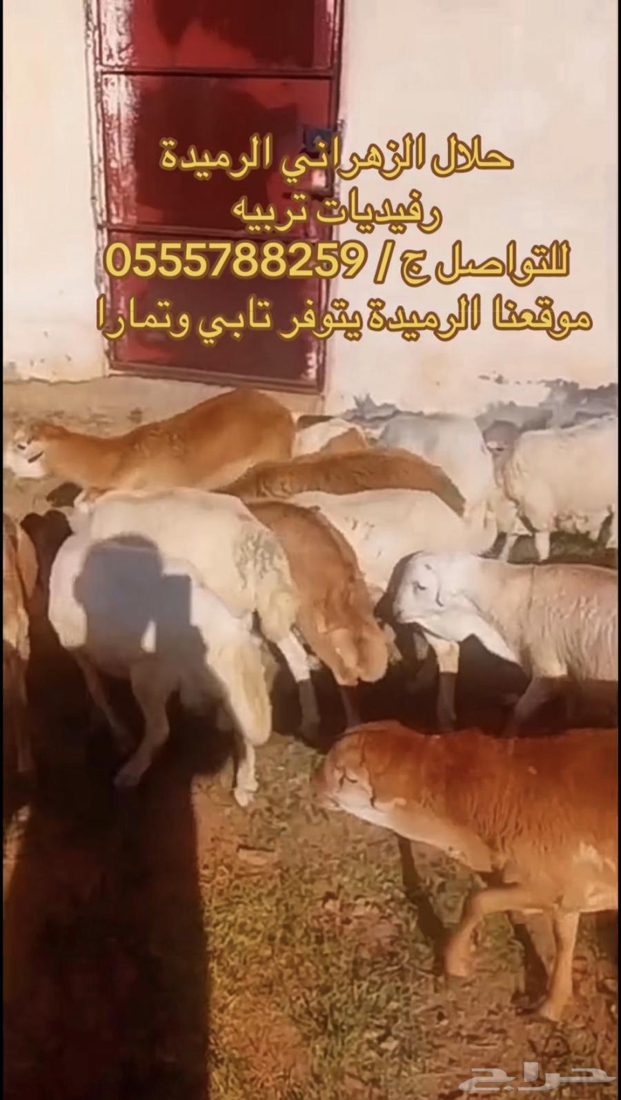 طليان رفيدي تربيه طيبات بالحيل64537881968002112