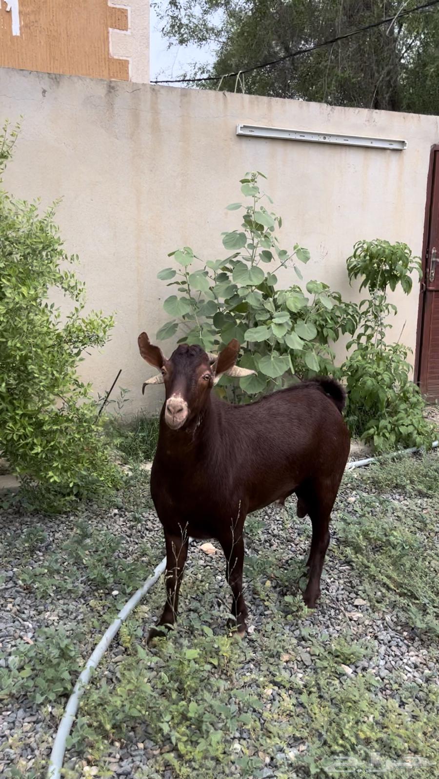 تيس ادهم فحل ( تم البيع64538659517569110