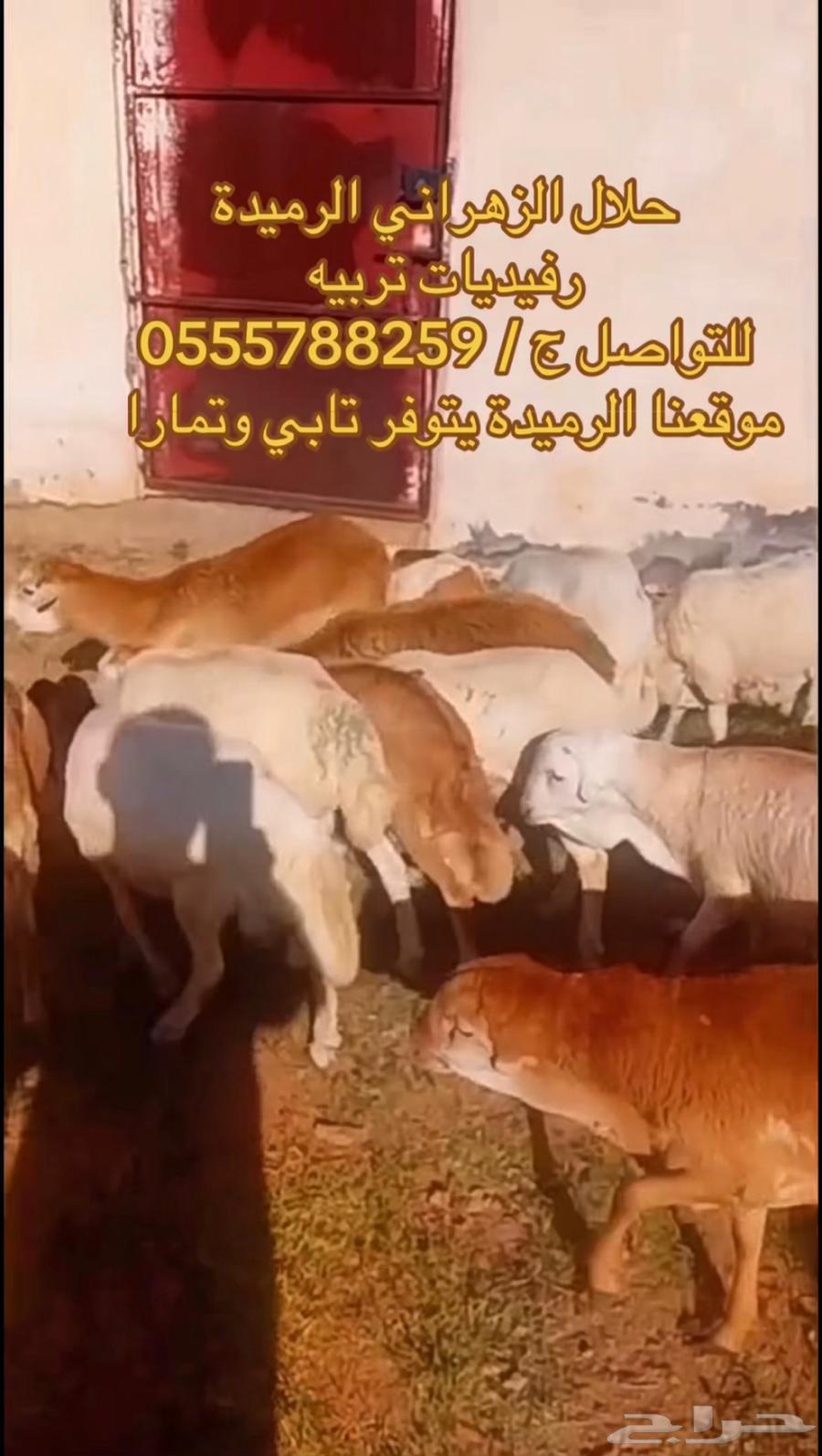 طليان رفيدي تربيه طيبات بالحيل64537881968002111