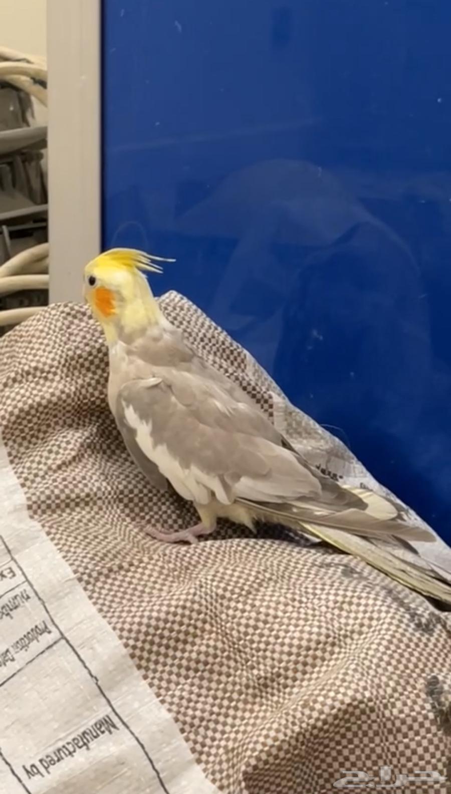 فرده كروان 70 بالميه انثى ( تم البيع خارج الموقع )64536892189825110