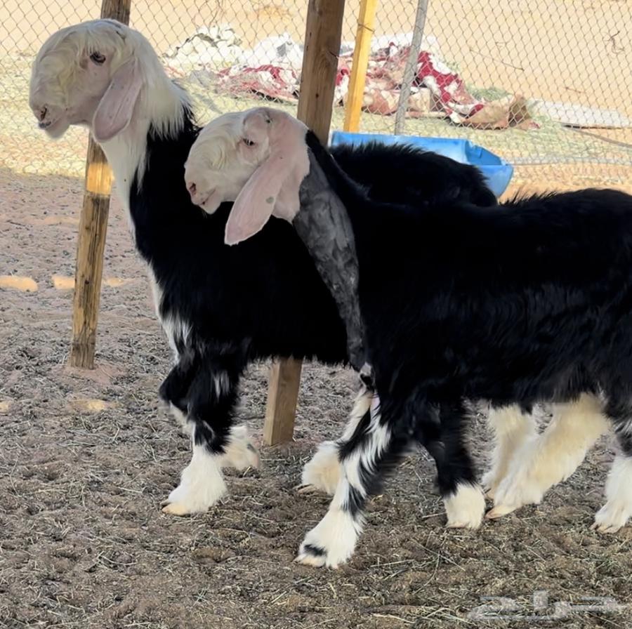 رخل وطلي نجد خصم منوة القناي64541436011267114