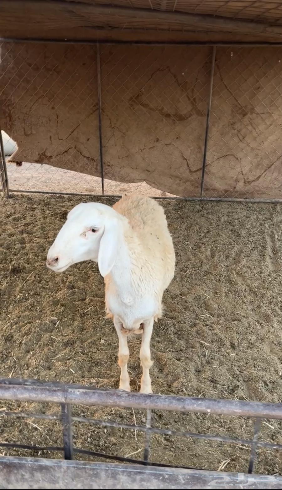 رخل جذعه صنف الصنف (تم البييع)64542260598531114