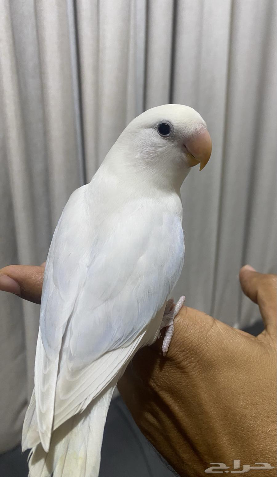 Eliaf and Hadid day bird (Sold)64537379816706111