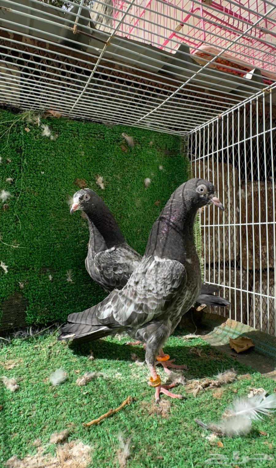 Pakistani bath mats (sold out). And there are other mats available64538943944833110