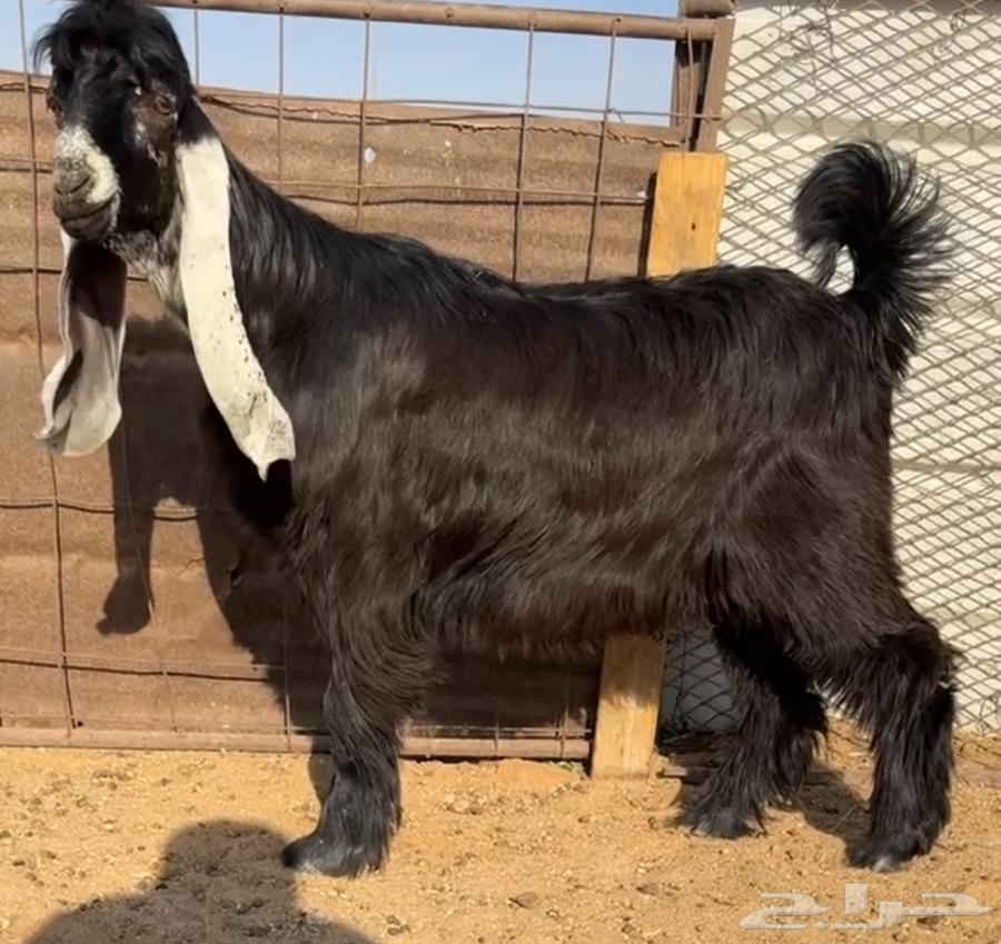 للبيع جفر مشروع فحل كفو راس صعب64537003260931111