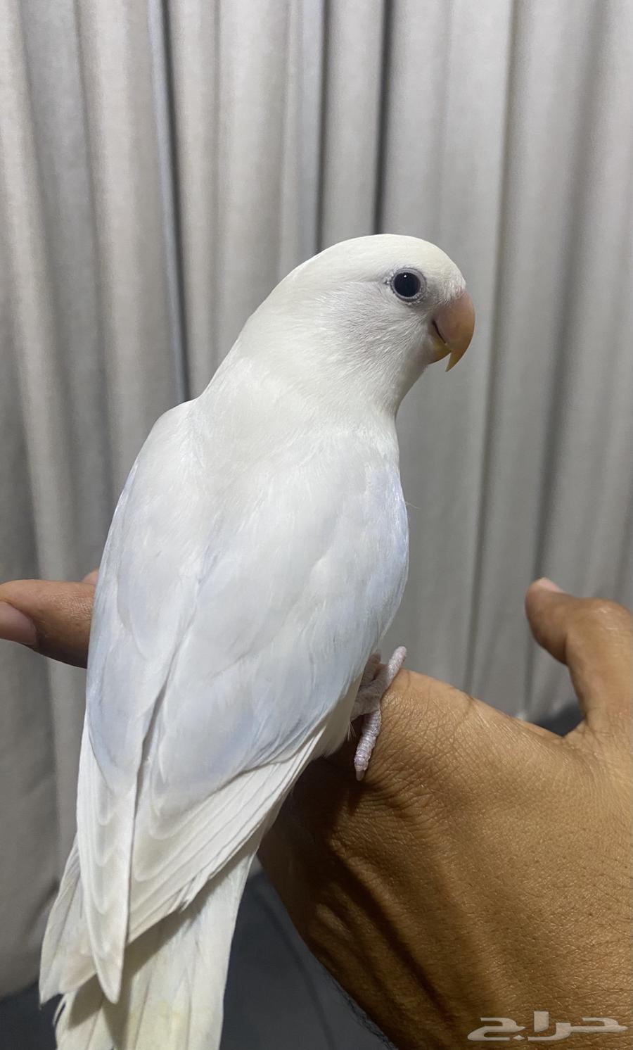 Eliaf and Hadid day bird (Sold)64537379816706110