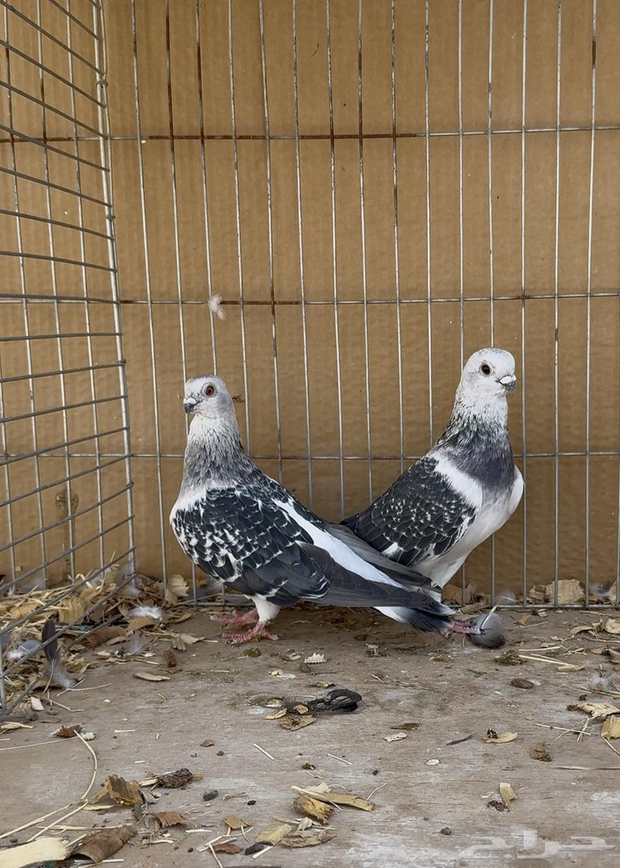 زوج بوز ( عومري )64539372469763111