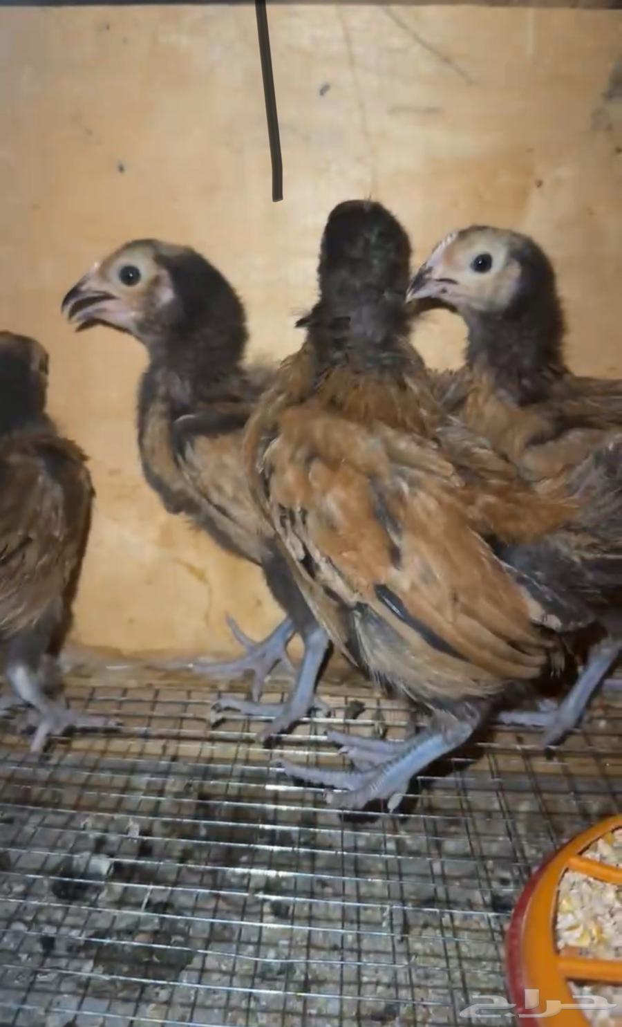 فروخ دجاج الفوروريك الماني64541321385217110