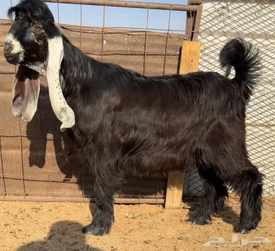 للبيع جفر مشروع فحل كفو راس صعب64537003260931110