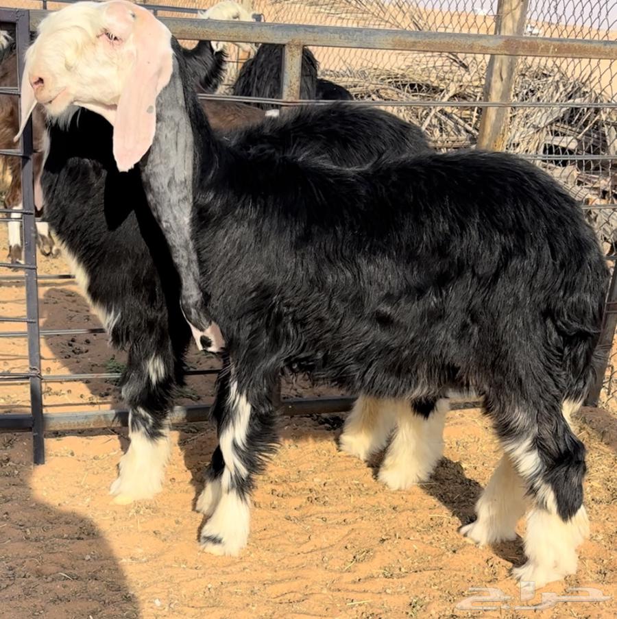 رخل وطلي نجد خصم منوة القناي64541436011267111