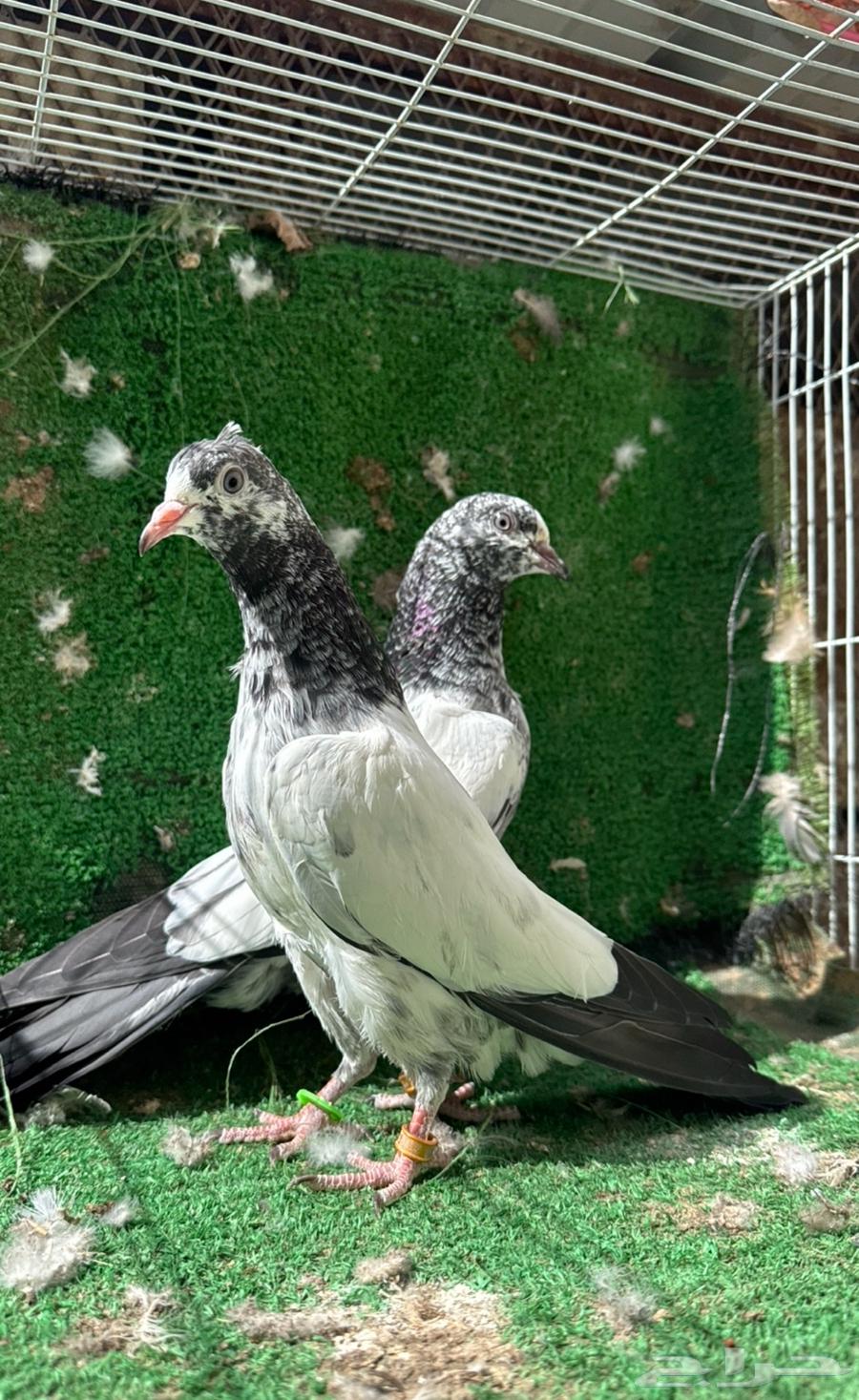 Pakistani bath mats (sold out). And there are other mats available64538943944833111