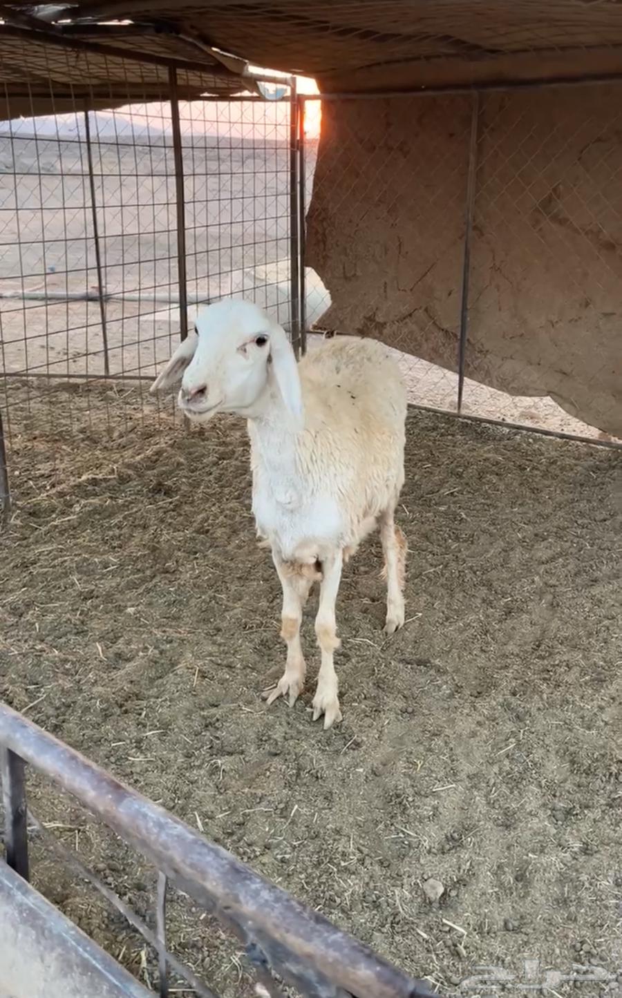 رخل جذعه صنف الصنف (تم البييع)64542260598531112