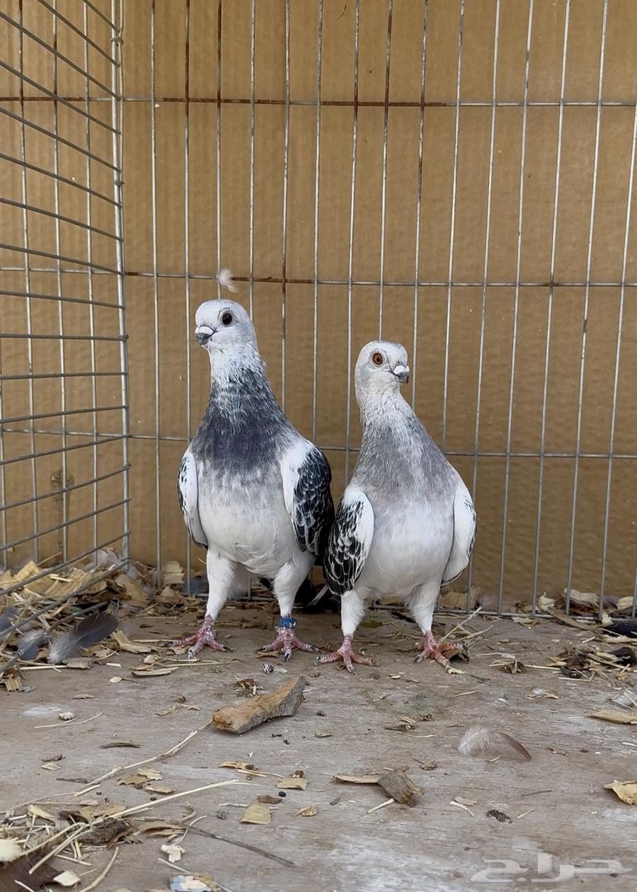 زوج بوز ( عومري )64539372469763112