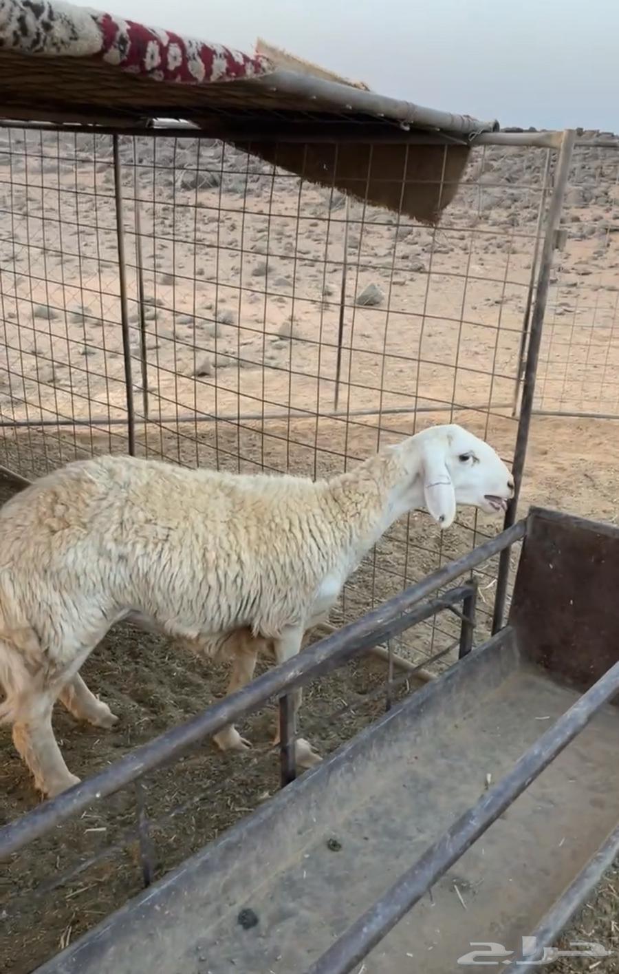 رخل جذعه صنف الصنف (تم البييع)64542260598531113