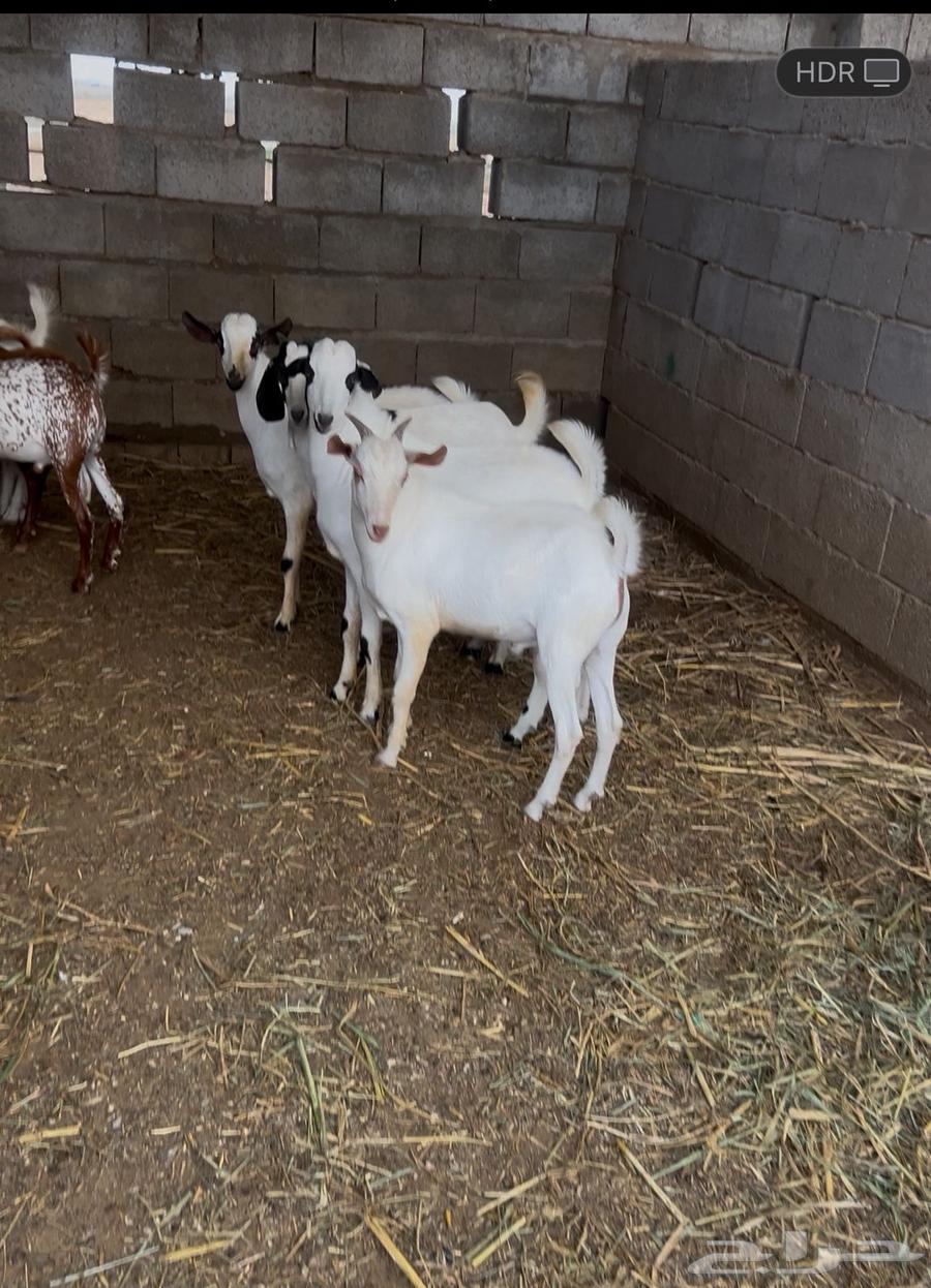 Goats for Sacrifice Full of Fat (Sold)64542814171777114