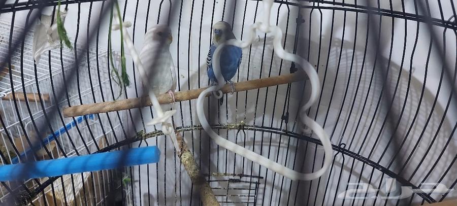 عصافير زينه للبيع64538923371778112