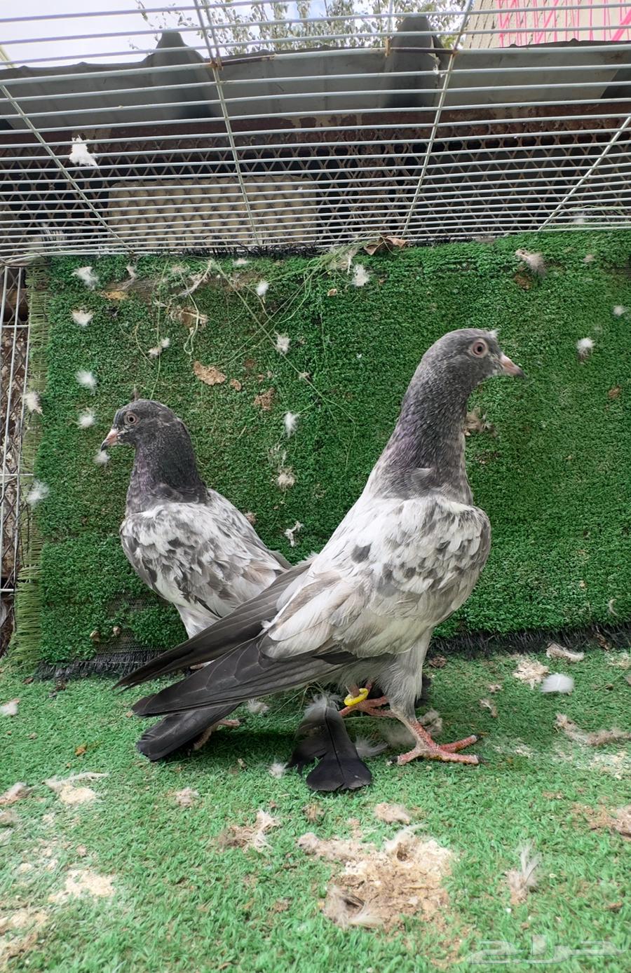 Pakistani bath mats (sold out). And there are other mats available64538943944833112