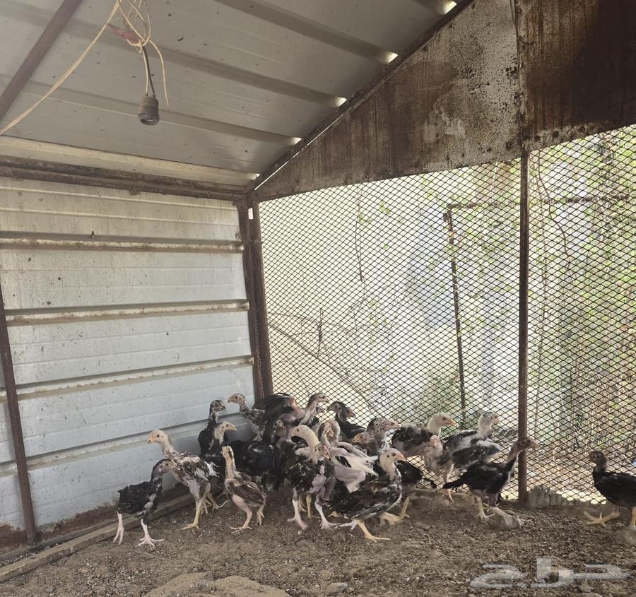 فروخ باكستاني للبيع64536293909763110