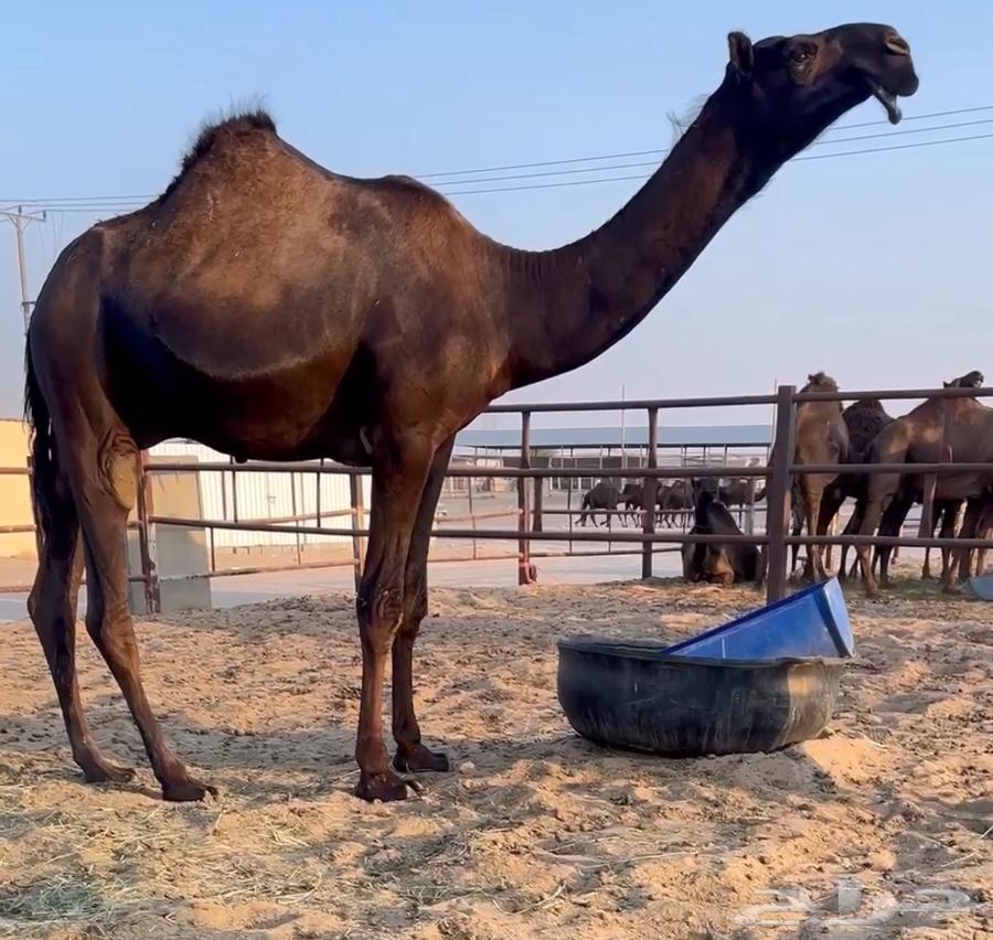 قعود فحل مجهم64543054691073110