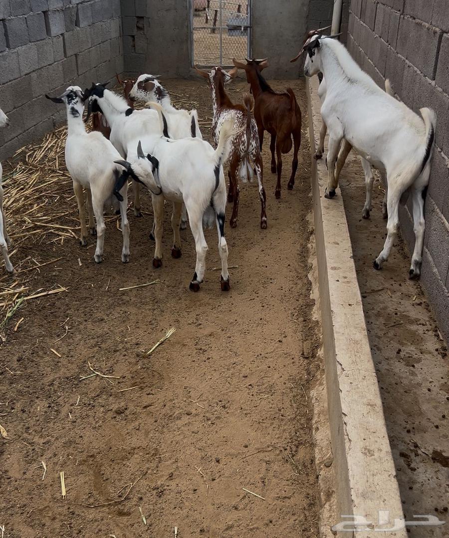 Goats for Sacrifice Full of Fat (Sold)64542814171777113