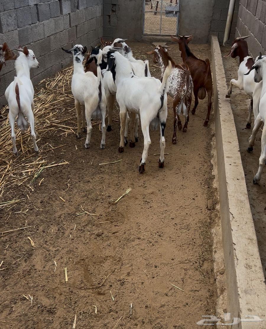 Goats for Sacrifice Full of Fat (Sold)64542814171777111