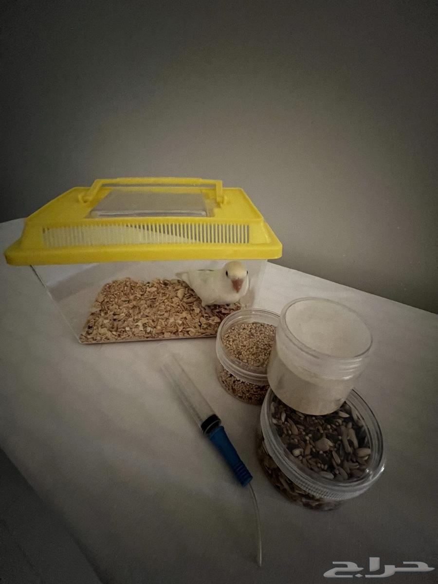 Bird of the day64543012071681111